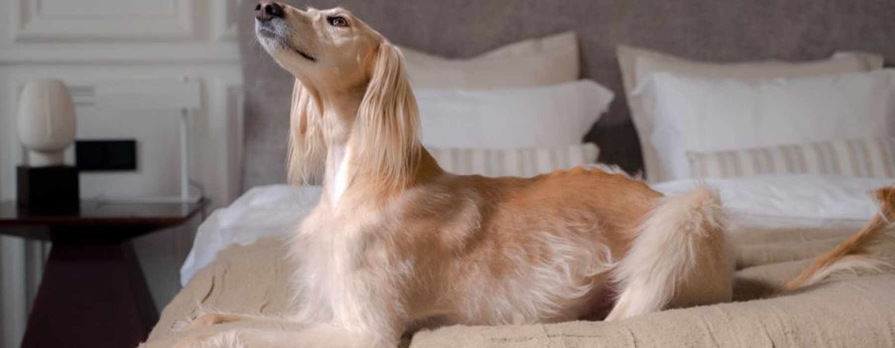 pet friendly luxury apartment interior with dog