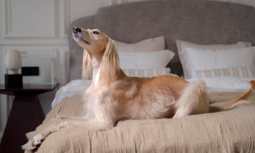 pet friendly luxury apartment interior with dog