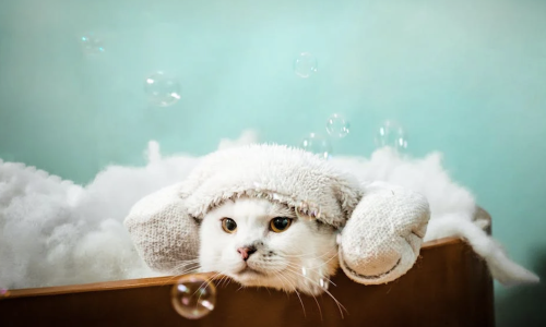 apartments with pet spa chicago - apartments with pet spa chicago