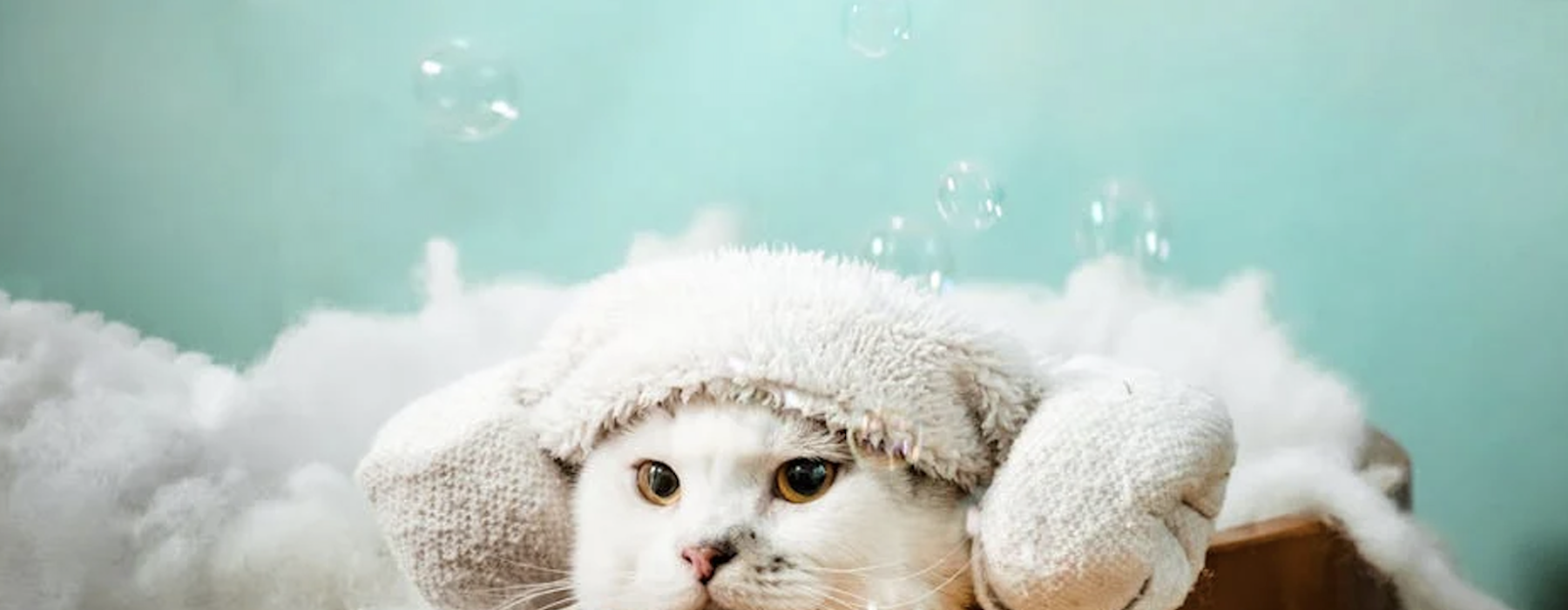 apartments with pet spa chicago - apartments with pet spa chicago