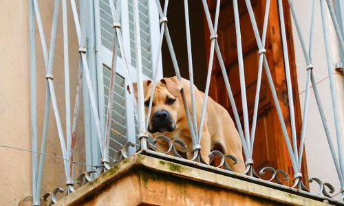 large dog on apartment balcony - apartments allowing large dogs