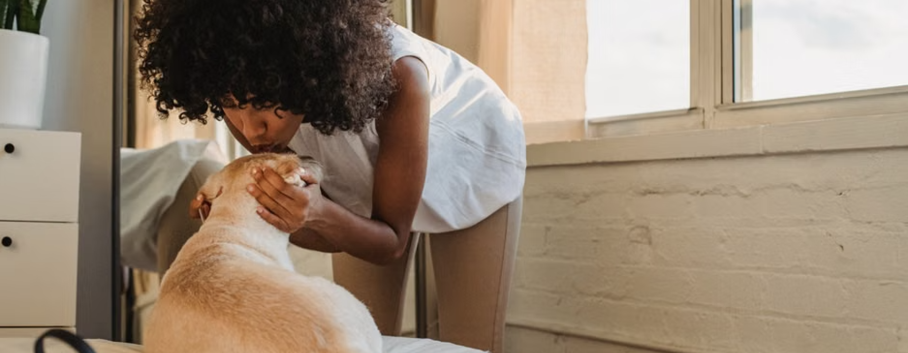 pet friendly rentals in Chicago apartment living with dog