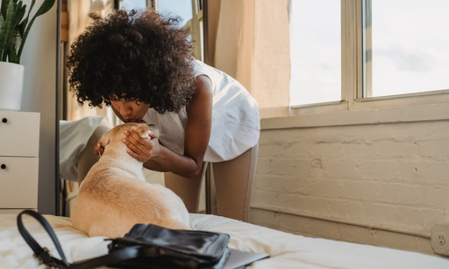 pet friendly rentals in Chicago apartment living with dog