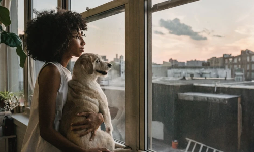 pet friendly apartments in chicago - pet friendly apartments in chicago