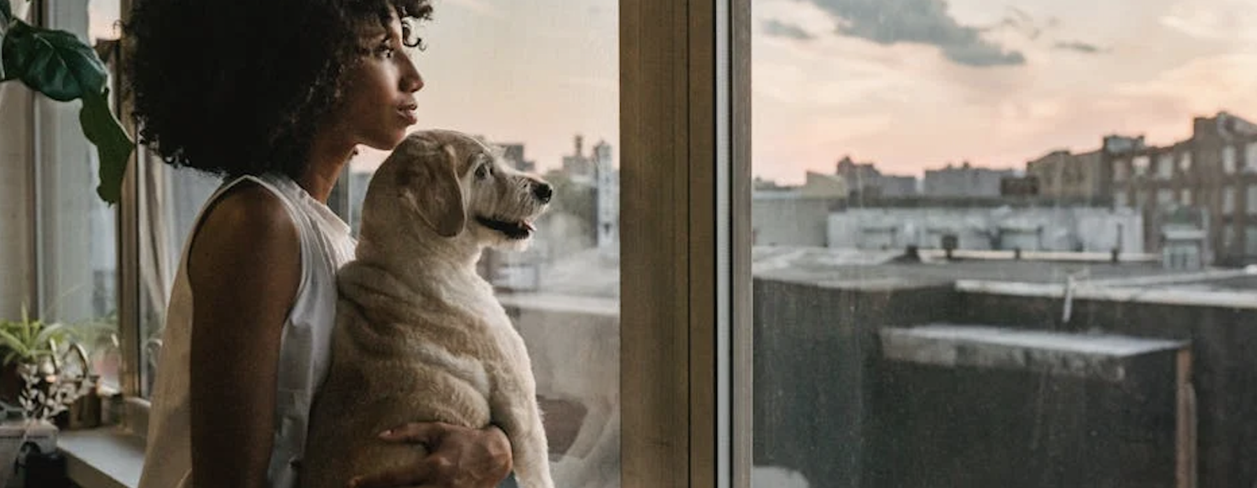 pet friendly apartments in chicago - pet friendly apartments in chicago