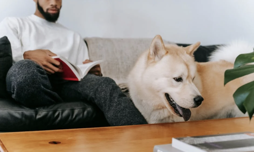 no breed restrictions apartments