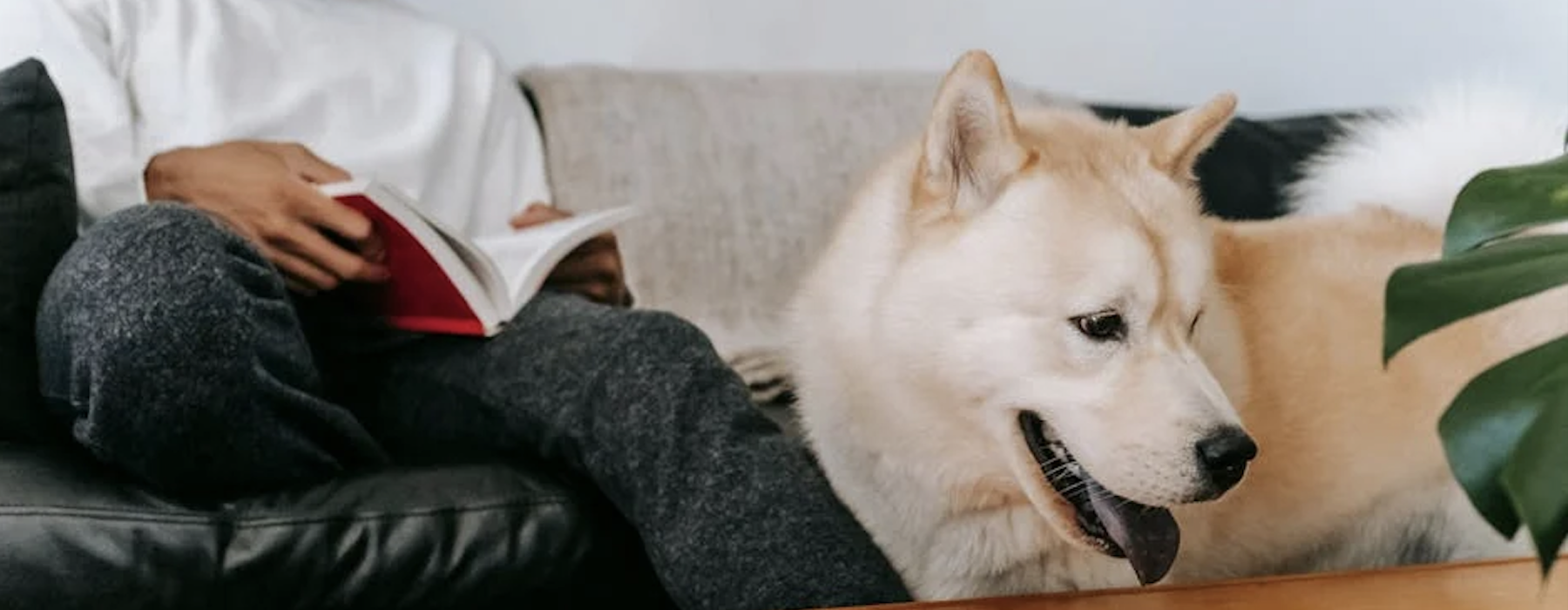 no breed restrictions apartments