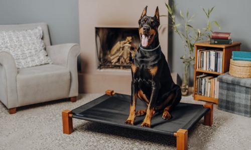 luxury pet friendly apartments - Luxury pet friendly apartments