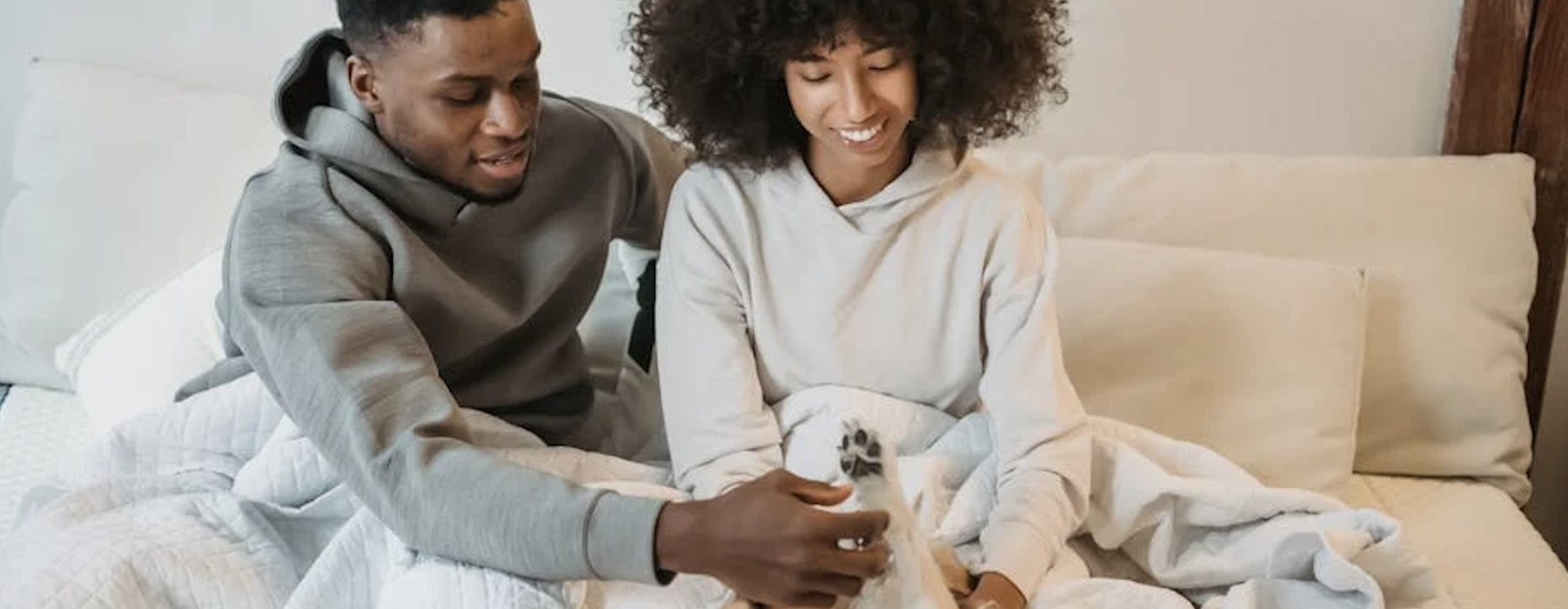 apartment pet friendly - apartment pet friendly