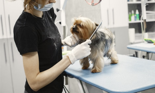 apartments with pet spa near me