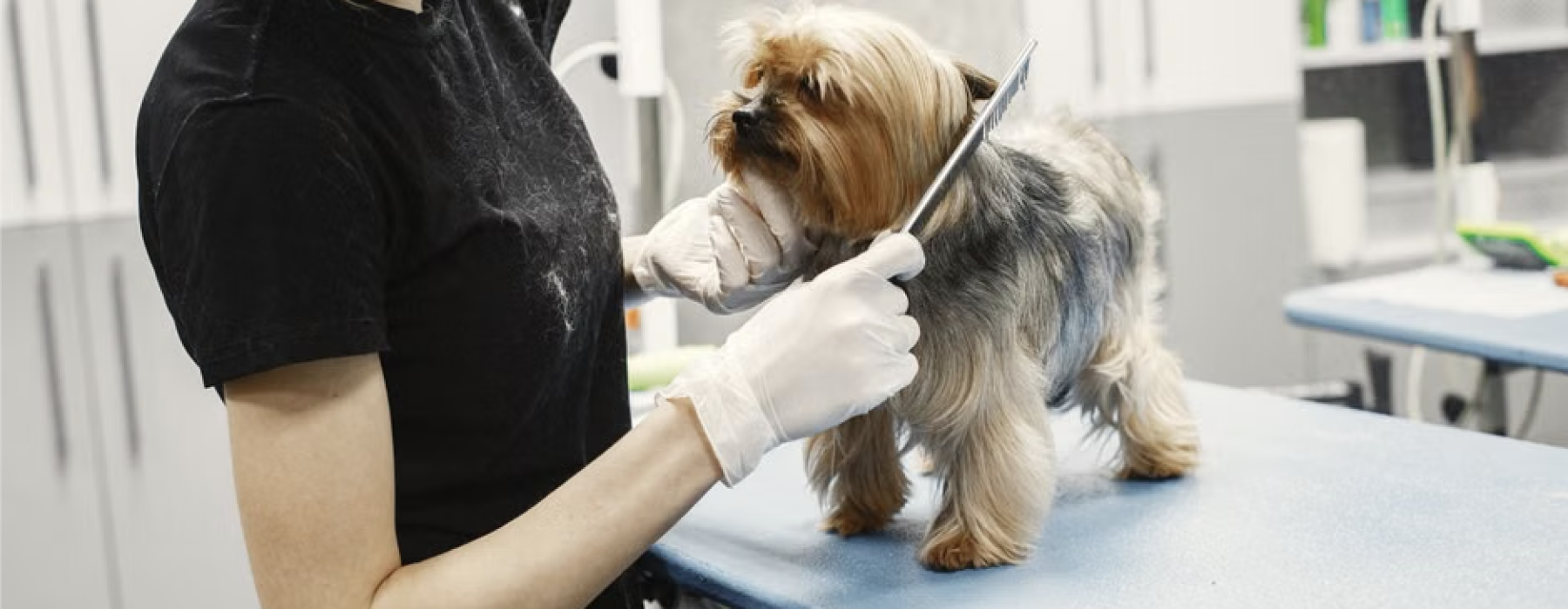 apartments with pet spa near me