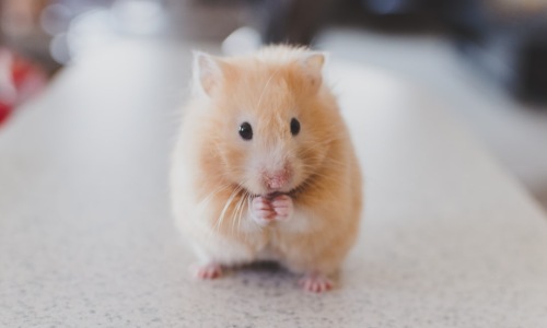 pet-friendly apartments chicago - pet-friendly apartments chicago