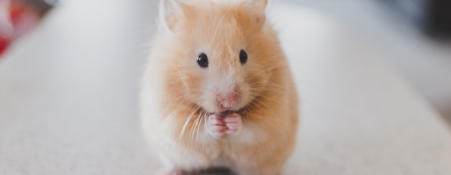 pet-friendly apartments chicago - pet-friendly apartments chicago