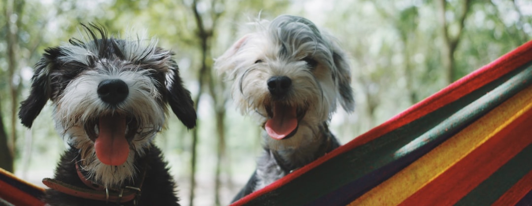 pet friendly rentals
