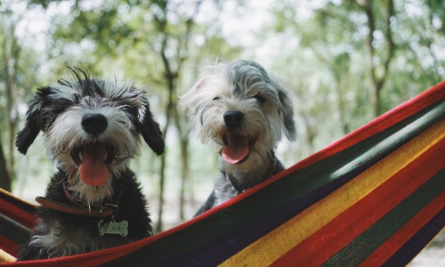 pet friendly rentals