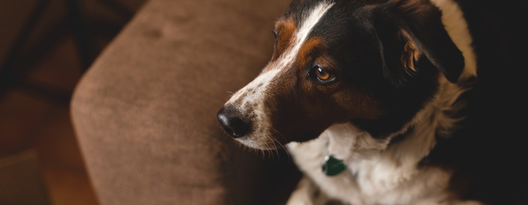 apartments that allow pets near me