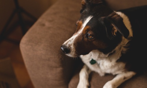 apartments that allow pets near me