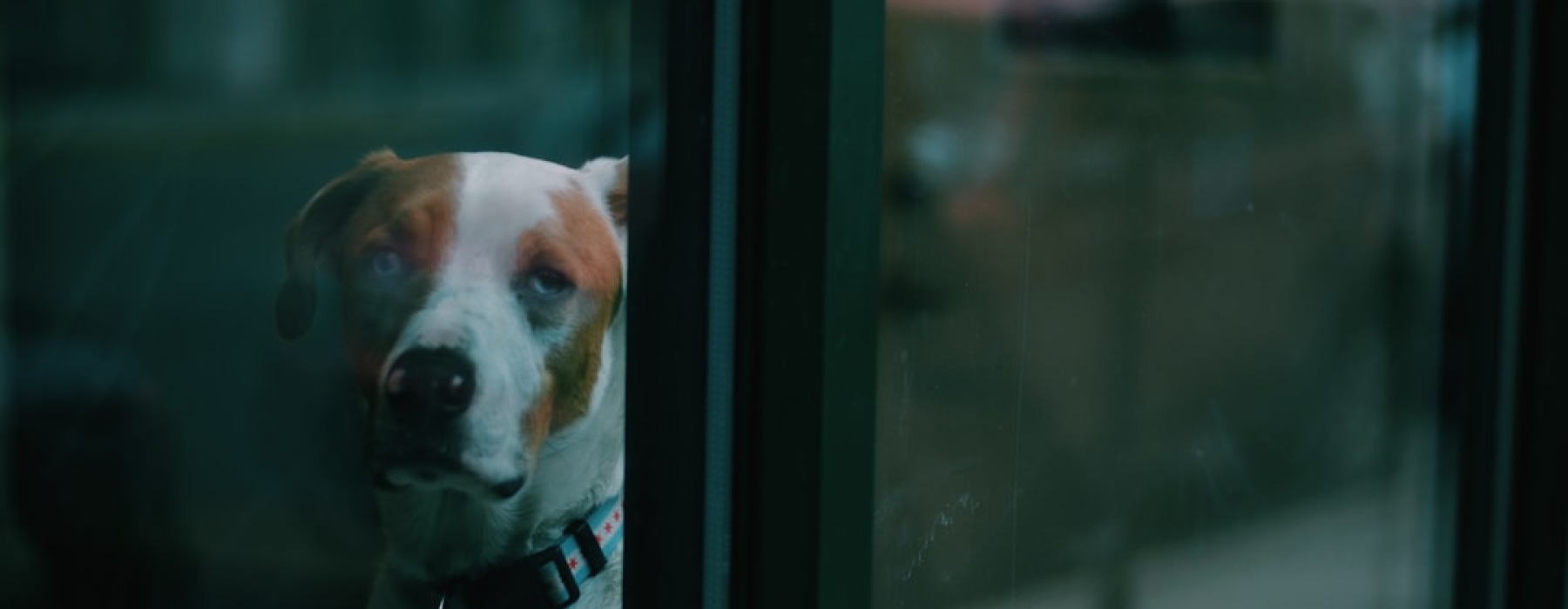dog looking out apartment window in chicago - dog friendly apartments in chicago il