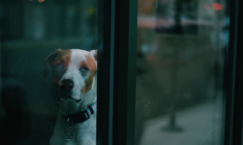 dog looking out apartment window in chicago - dog friendly apartments in chicago il