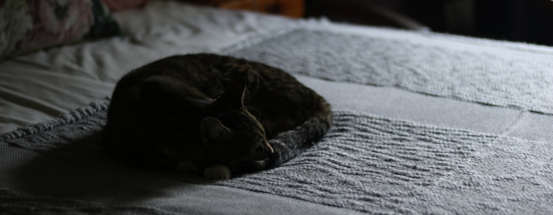 pet spa - Uptown pet spa