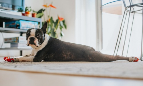 dog friendly apartment in chicago - how to get a dog friendly apartment in chicago