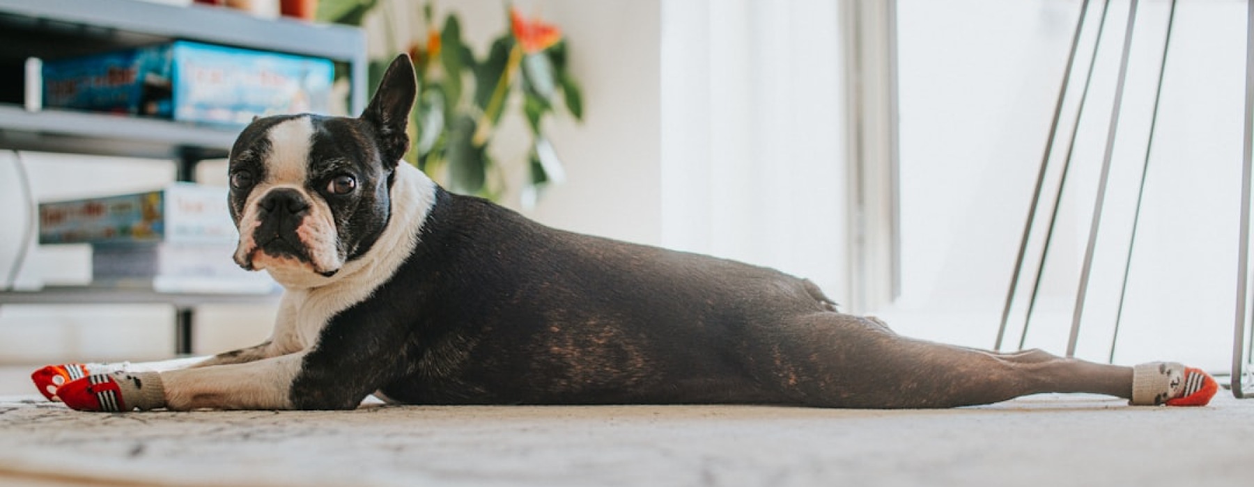 dog friendly apartment in chicago - how to get a dog friendly apartment in chicago