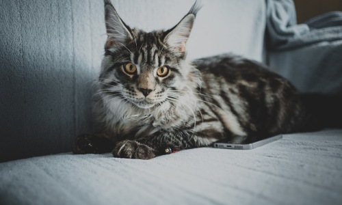 pet friendly rental units - pet friendly rental units