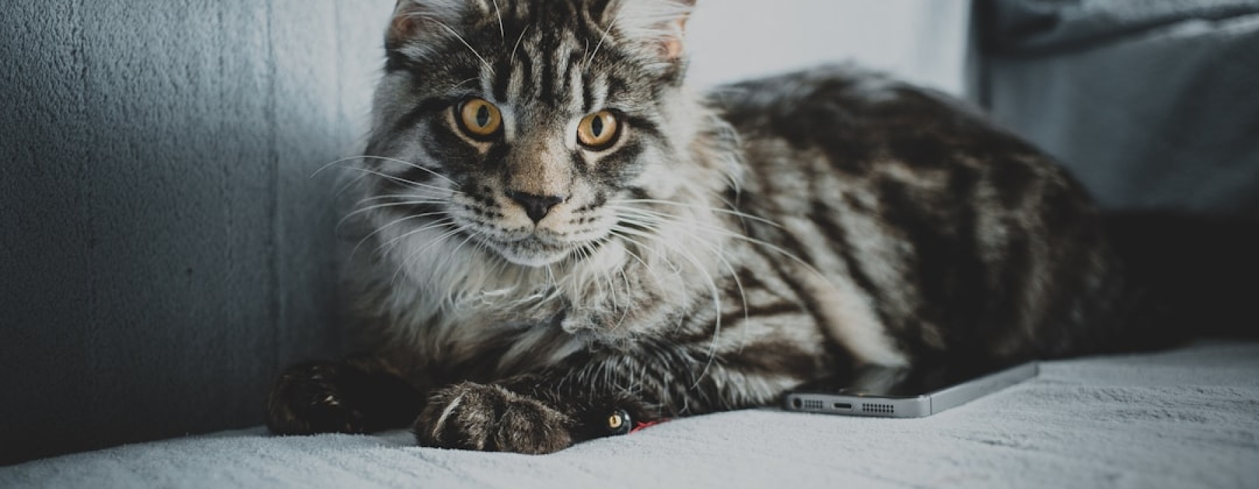 pet friendly rental units - pet friendly rental units