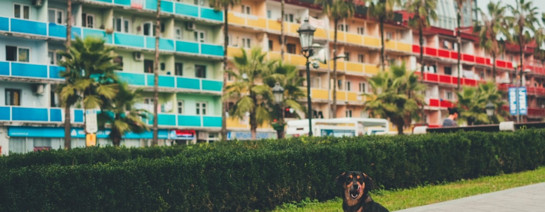 apartments that take large dogs