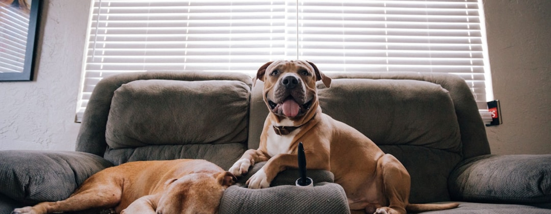 apartments that accept large dogs near me