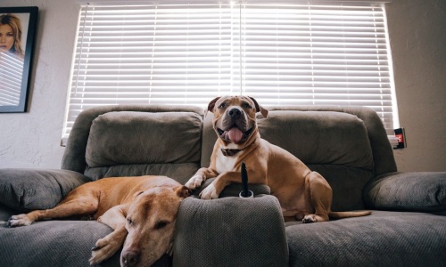 apartments that accept large dogs near me