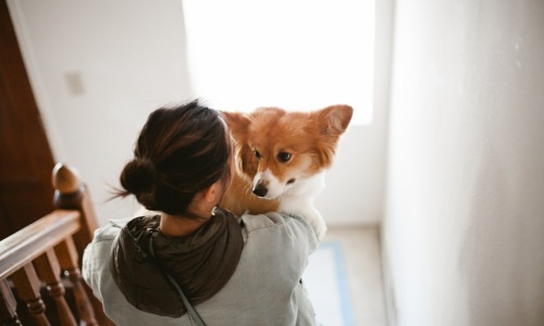 clean, modern apartment dog wash station with a happy dog - apartments with dog wash