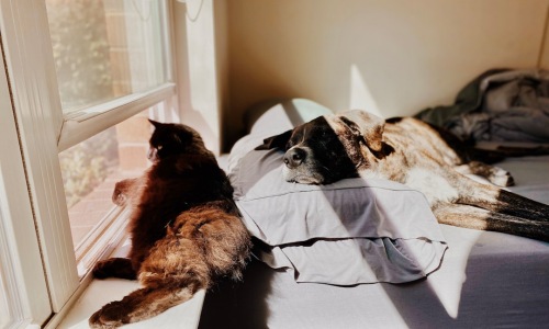 pet friendly 1 bedroom apartments - pet friendly 1 bedroom apartments