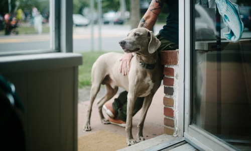 dog friendly apartments for rent in chicago - dog friendly apartments for rent in chicago