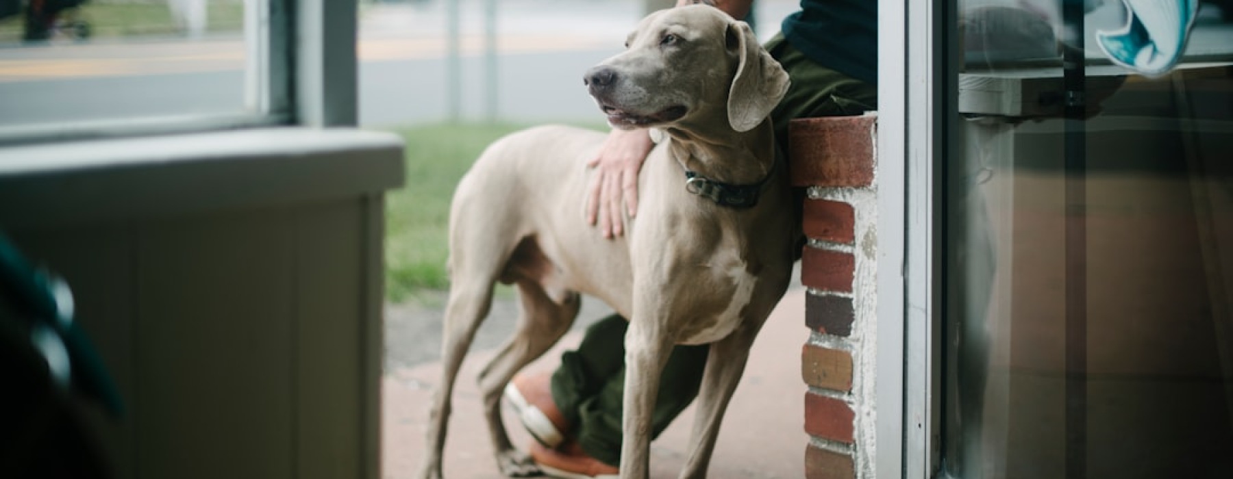 dog friendly apartments for rent in chicago - dog friendly apartments for rent in chicago