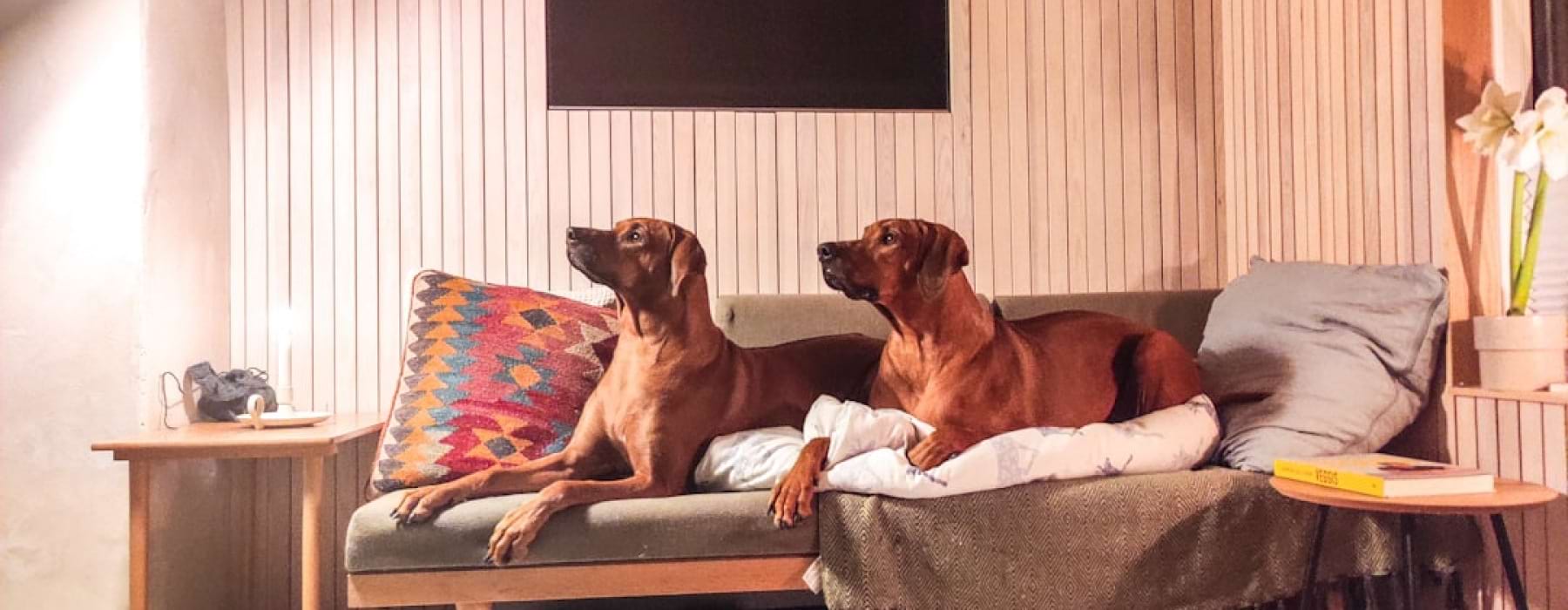 Uptown dog friendly apartments