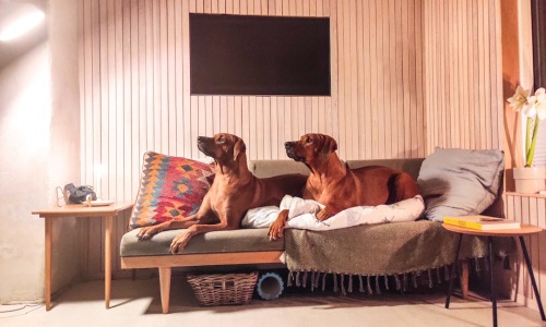 Uptown dog friendly apartments