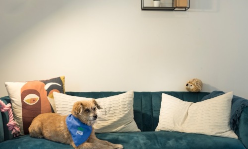 Chicago pet-friendly apartments - Chicago pet-friendly apartments