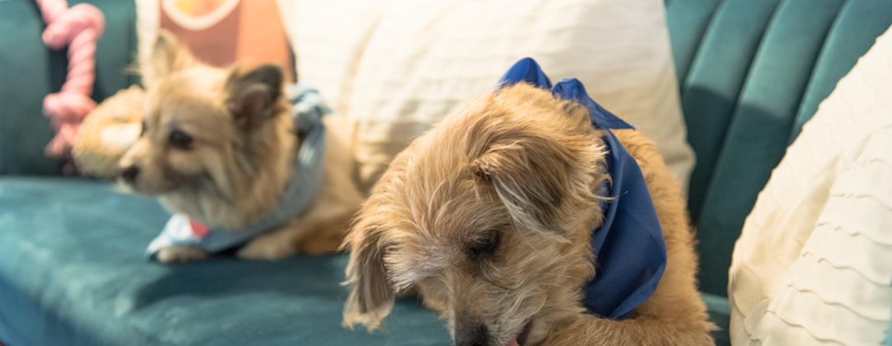 5 Foolproof Ways to Find Apartments That Allow 2 Dogs