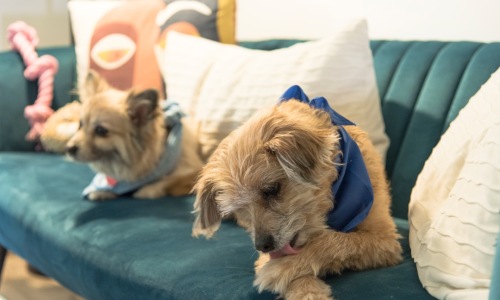 5 Foolproof Ways to Find Apartments That Allow 2 Dogs Cover Image