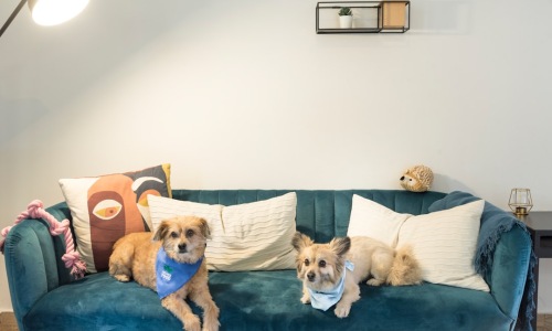 pet friendly apartments - apartments for rent near me that are pet friendly