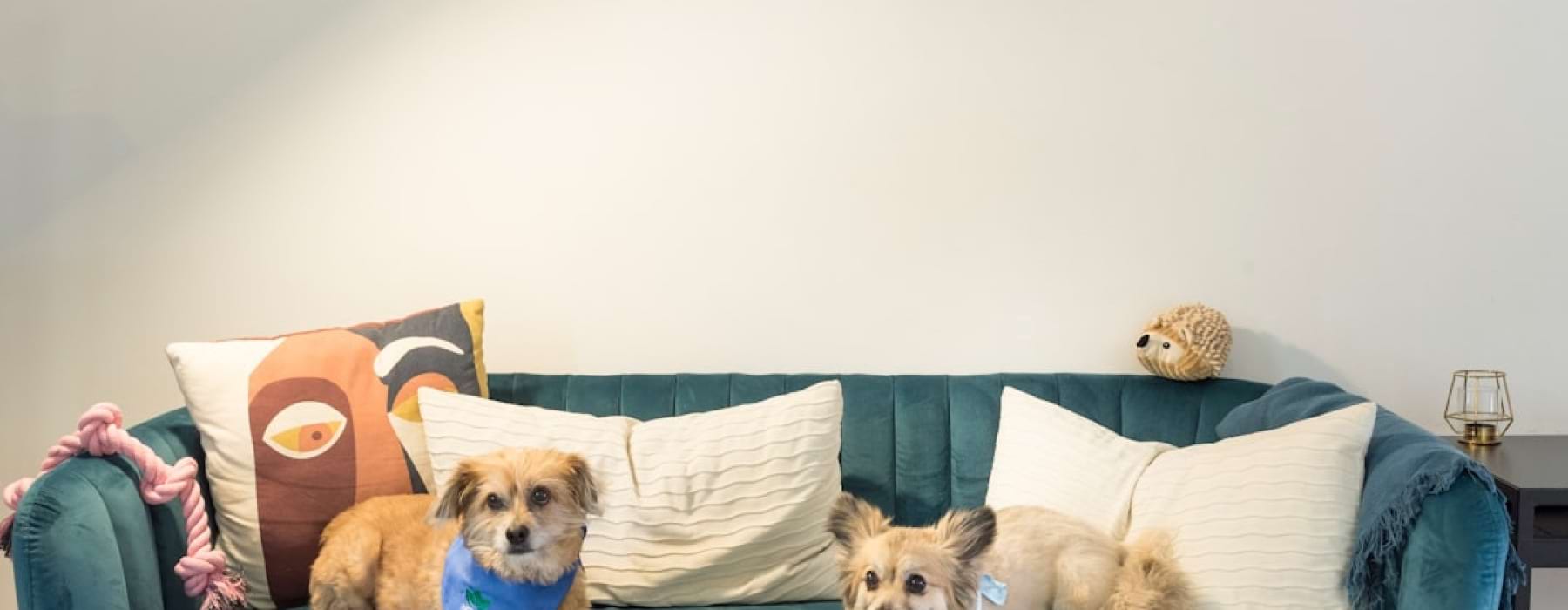 pet friendly apartments - apartments for rent near me that are pet friendly