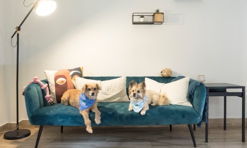 pet friendly apartments in uptown chicago - pet friendly apartments in uptown chicago