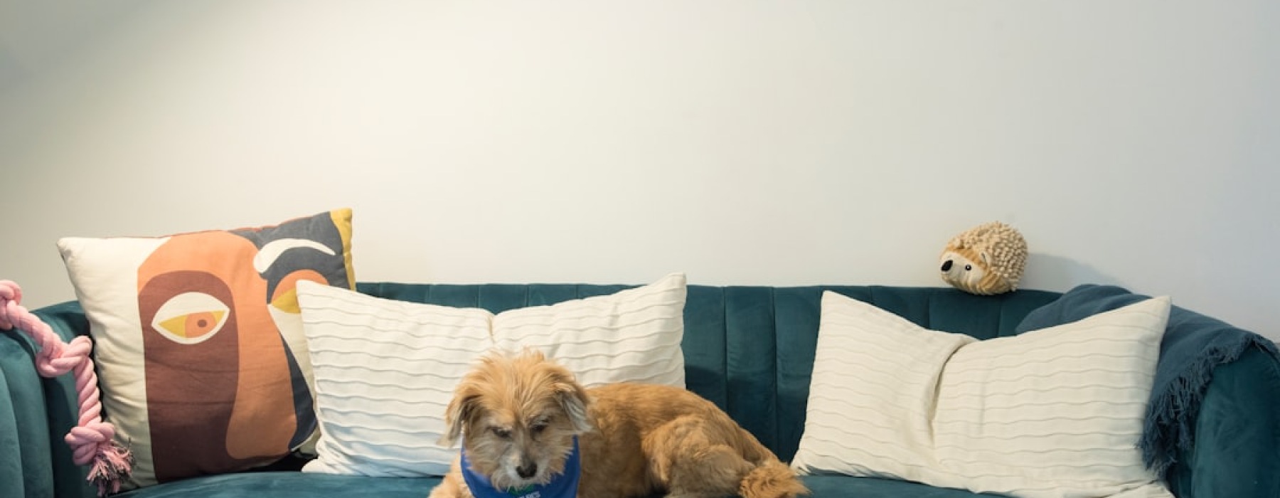 pet friendly apartment Chicago - pet friendly apartment Chicago