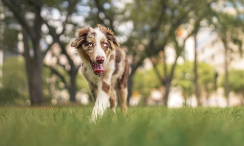Chicago apartment dog run - chicago apartment with dog run