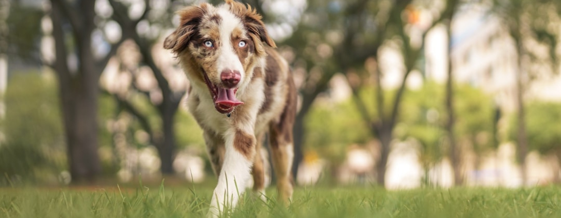 Chicago apartment dog run - chicago apartment with dog run