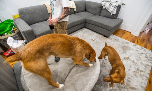 large dog in apartment - apartments for large dogs