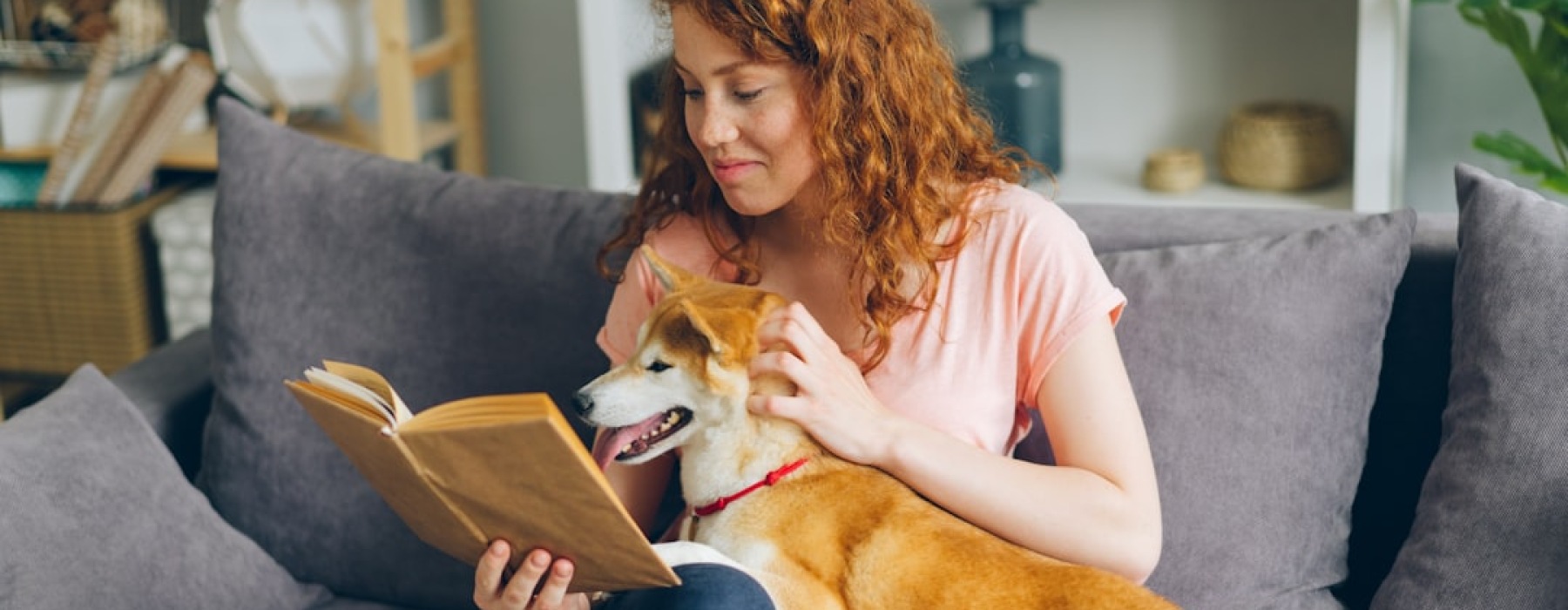 Dog sitting in a modern pet friendly apartment
