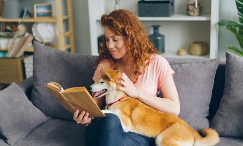 Dog sitting in a modern pet friendly apartment