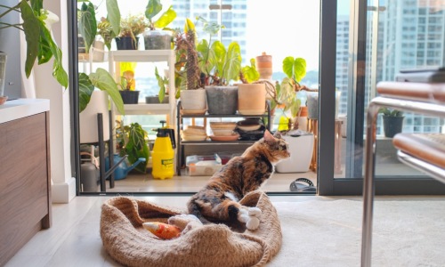 apartment complexes that allow dogs - apartment complexes that allow dogs